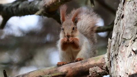 Eurasian red squirrel Sciurus vulgaris eating a nut in the wild Stock Footage 239374048