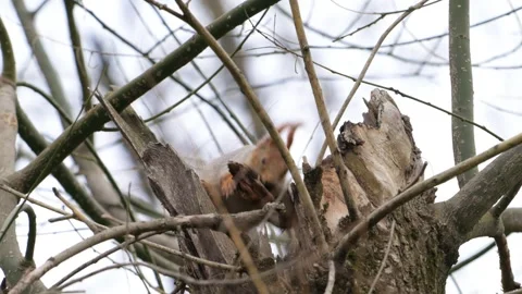 Eurasian red squirrel Sciurus vulgaris in the wild Stock-Footage 313243797