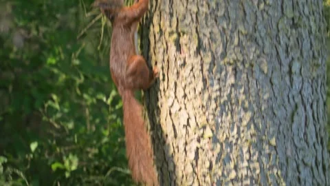 Eurasian red squirrel (Sciurus vulgaris) jumping on bark 動画素材 337554970