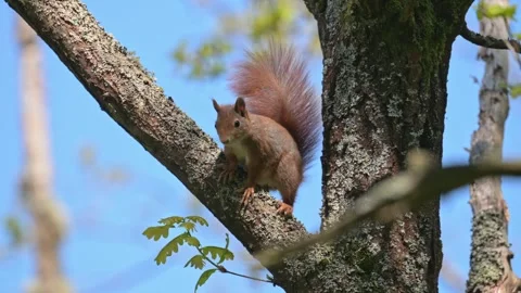 Eurasian red squirrel (Sciurus vulgaris) trying to intimidate with sounds 库存影片 345490413