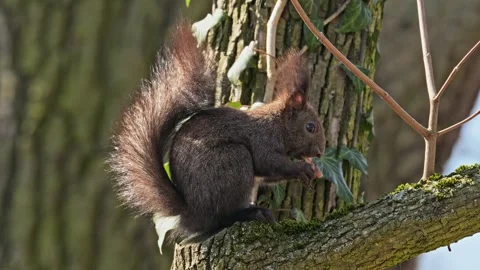 Eurasian red squirrel (Sciurus vulgaris) eating mushroom Video stock 346714231