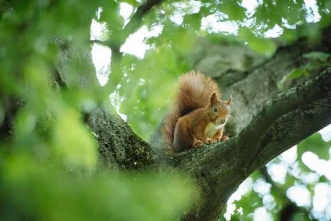 Eurasian red squirrel Sciurus vulgaris sits in a branch fork Baden Wuerttemberg Stock Photos