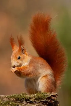 Eurasian red squirrel, sciurus vulgaris, in autumn forest in warm light. Stock Photos