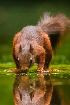 Eurasian red squirrel, Sciurus vulgaris, reflection forest wildlife in water Stock Photos