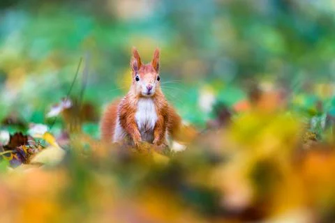 The Eurasian red squirrel (Sciurus vulgaris) in its natural habitat in the au Stock Photos