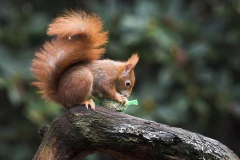 Eurasian red squirrel Sciurus vulgaris with stolen tit dumpling Emsland Lower Stock Photos