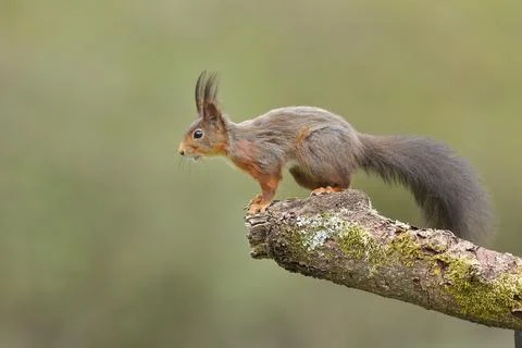 Eurasian red squirrel Sciurus vulgaris sitting ready to jump on an old branch Stock Photos