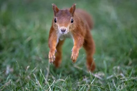 Eurasian red squirrel Sciurus vulgaris jumping in a meadow jumping Stuttgart Stock Photos