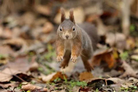 Eurasian red squirrel (Sciurus vulgaris) jumping, wildlife, Germany, Europe Stock Photos