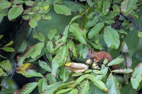 Eurasian red squirrel (Sciurus vulgaris) can easily bridge distances of 4, 5 Stock Photos
