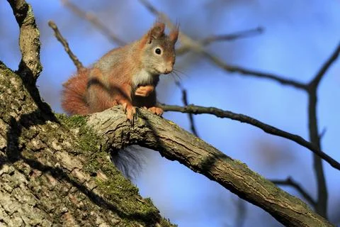 Eurasian red squirrel (Sciurus vulgaris), adult, in a tree, foraging, alert, Stock Photos