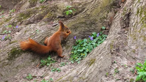 Eurasian red squirrel searching for nuts among tree roots in the park. Video stock 332819280