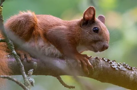Eurasian Red Squirrel sitting on branch in summer, Bialowieza Forest, Poland, Stock Photos