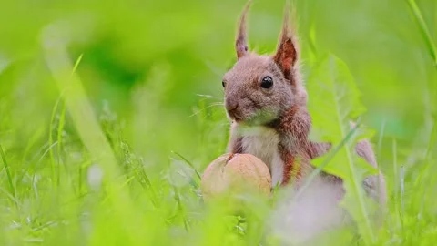 Eurasian red squirrel sitting on green grass and eats a big nut, 4k video Stock Footage 287957394