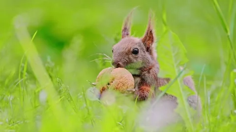 Eurasian red squirrel sitting on green grass and eats a big nut, 4k video Stock Footage 287957720