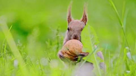 Eurasian red squirrel sitting on green grass and eats a big nut, 4k video Stock Footage 288632365