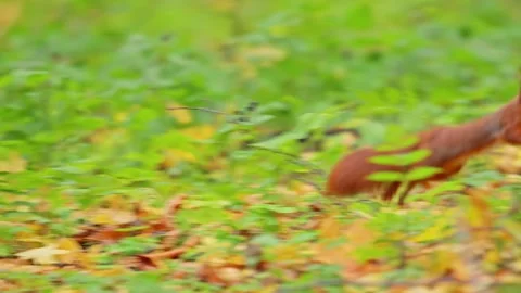 Eurasian red squirrel sitting on a stump and eats a nut, 4k slowmotion video Stock Footage 288764510