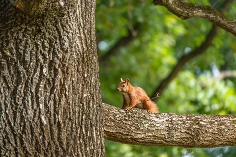 Eurasian Red Squirrel Sitting on a Tree Branch Stock Photos