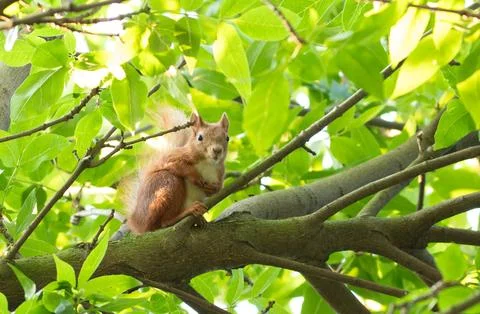 Eurasian Red Squirrel Sitting on a Tree Branch Surrounded by Bright Green L.. 库存照片