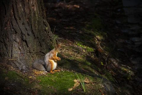 The Eurasian red squirrel sitting under the tree in a sunlight spot and eating Stock Photos