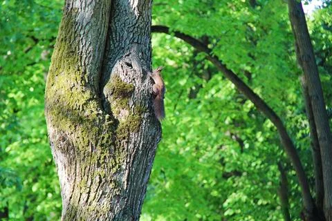 Eurasian Red Squirrel on a Tree with Green Leaves Stockfoto's