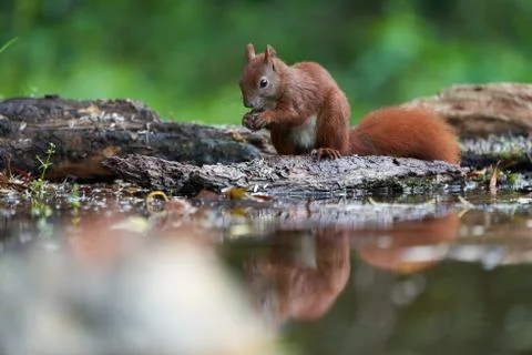 Eurasian Red Squirrel on a Tree with Nuts Stock Photos