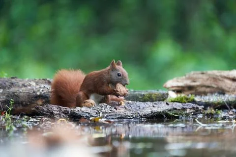 Eurasian Red Squirrel on a Tree with Nuts Stock Photos