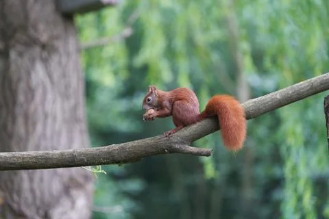 Eurasian Red Squirrel on a Tree with Nuts Stock Photos