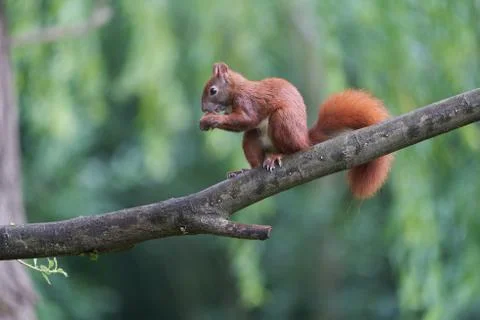 Eurasian Red Squirrel on a Tree with Nuts Stock Photos