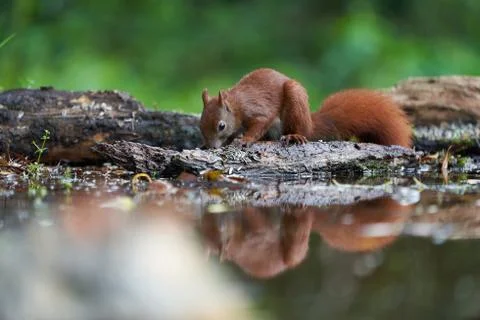 Eurasian Red Squirrel on a Tree with Nuts Stock Photos