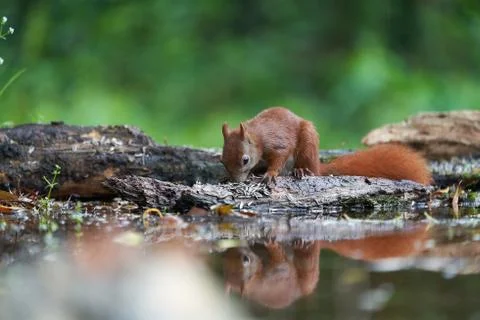 Eurasian Red Squirrel on a Tree with Nuts Stock Photos