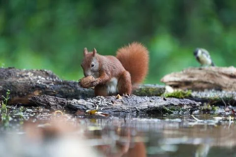 Eurasian Red Squirrel on a Tree with Nuts Stock Photos