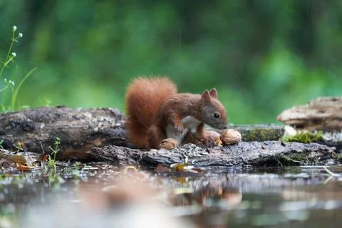 Eurasian Red Squirrel on a Tree with Nuts Stock Photos