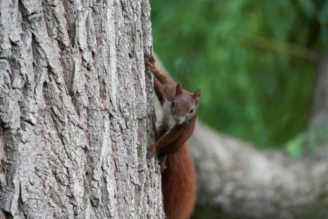 Eurasian Red Squirrel on a Tree Stock Photos