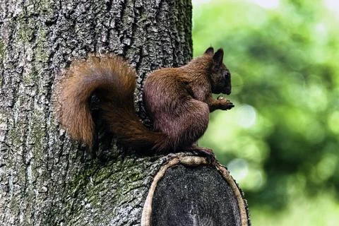 Eurasian red squirrel on the tree Stock Photos