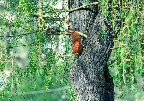 Eurasian red squirrel on willow tree and eating nuts. Sciurus vulgaris Stock Photos