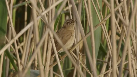 Eurasian Reed Warbler (Acrocrphalus Scirpaceus)  Male Singing Stock Footage 335955863