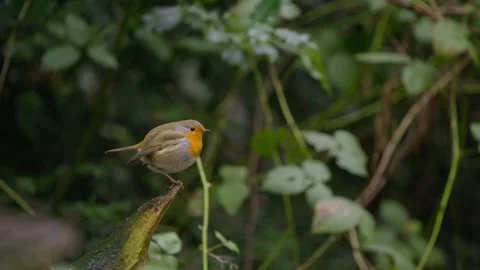 Eurasian robin on dead branch defecates then takes off and flies away in Stock Footage 332382427