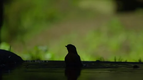 Eurasian robin flitting through forest branches Stock-Footage 321503289