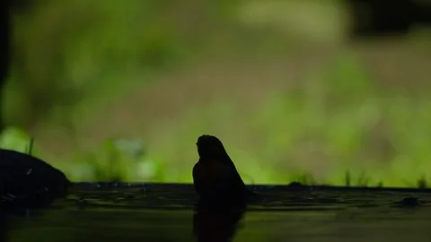 Eurasian robin silhouette bathing in shallow water with soft bokeh background Stock Footage 332383103