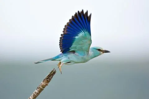 Eurasian roller Stock Photos