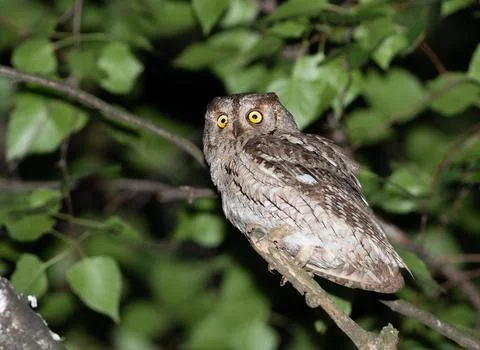 Eurasian scops owl looking back on a tree branch at night Fotos Stock
