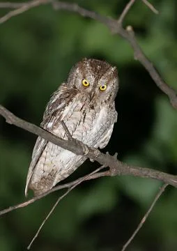 Eurasian scops owl looking at camera on a branch at night Stock Photos
