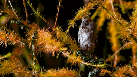 The Eurasian scops owl ,Otus scops, European scops owl in larch Video stock 142993340