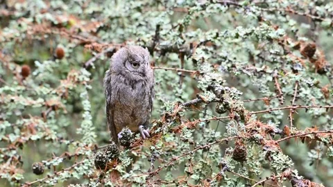 The Eurasian scops owl ,Otus scops, European scops owl in forest Video stock 147530402