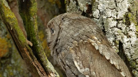 Eurasian scops owl, Otus scops, Spain Stock Footage 234320394