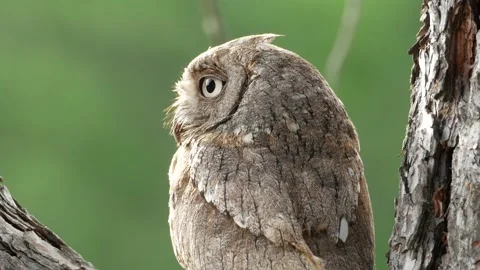 Eurasian scops owl, Otus scops, Spain Vídeo Stock 234320485