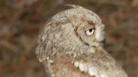 Eurasian scops owl, Otus scops, Spain Stockbeeldmateriaal 234321378