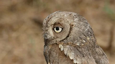 Eurasian scops owl, Otus scops, Spain Видео 234321475