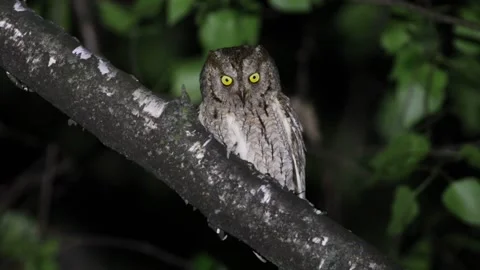 Eurasian scops owl, Otus scops. At night, the bird sits on a thick branch a.. Stock Footage 319319506